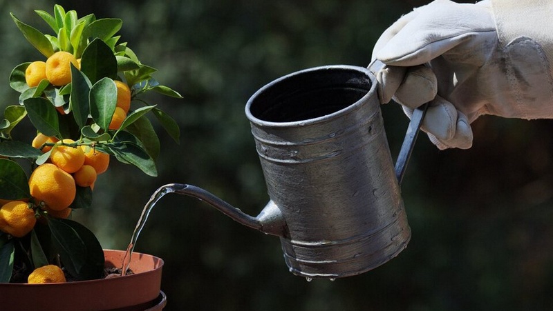 Trạm sạc di động Anker Solix, Bluetti, Jackery — không chỉ là pin dự phòng, mà là giải pháp năng lượng sáng tạo cho nông nghiệp và đời sống