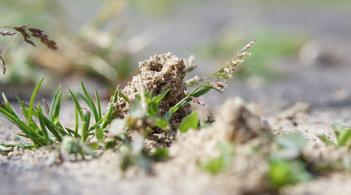 Ô nhiễm không khí phá vỡ trật tự xã hội trong đàn kiến — thêm một lý do để chuyển sang giao thông điện