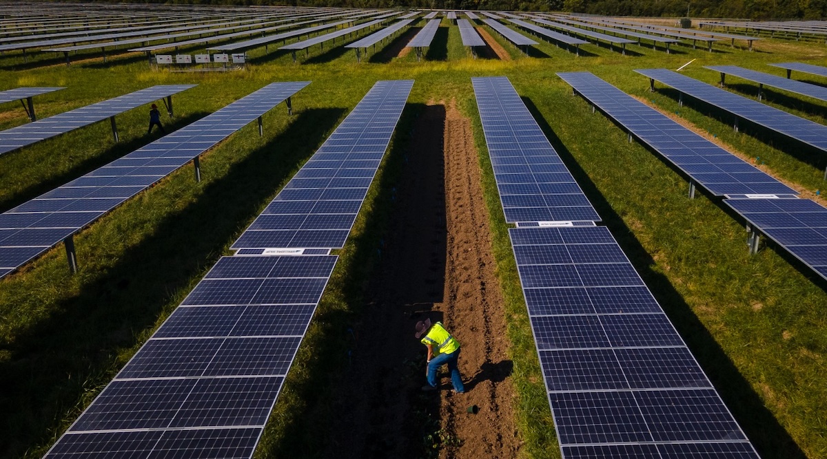 Nghiên cứu mới từ Cornell: tấm pin mặt trời trên đất nông nghiệp vừa phát điện vừa chắn gió tốt hơn cả hàng cây chắn gió truyền thống