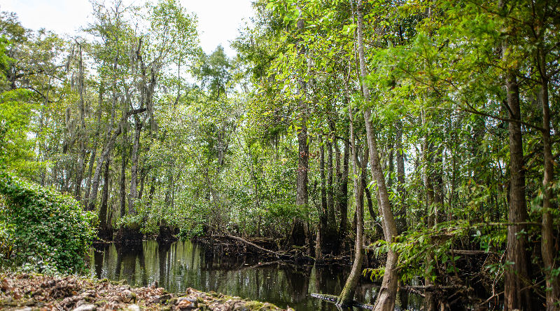 Quỹ Bảo tồn Công lý — mô hình mới giúp cứu rừng Mỹ khỏi nạn khai thác gỗ thương mại